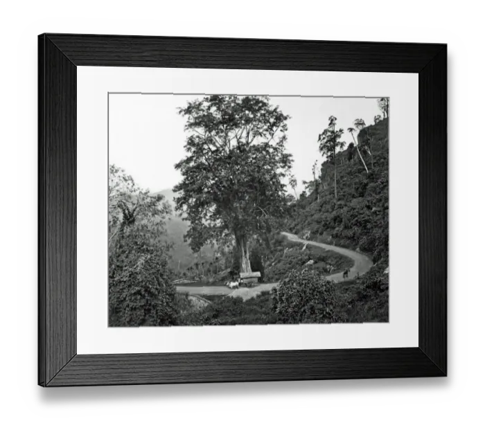 Framed Print : Winding country road, Ceylon (Sri Lanka) Framed Print : Winding country road, Ceylon (Sri Lanka)