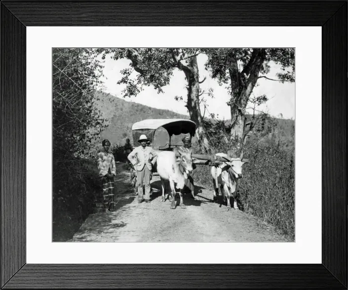 Framed Print : Bullock cart on a country lane, India Framed Print : Bullock cart on a country lane, India