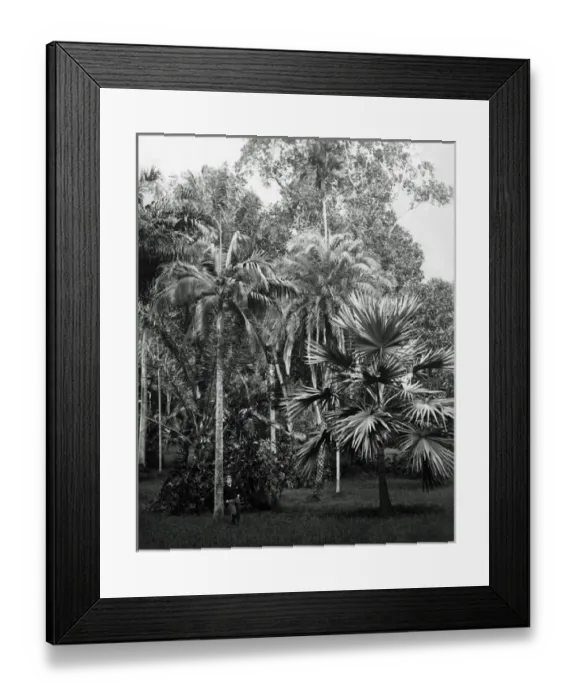 Framed Print : Botanical tree specimens, India Framed Print : Botanical tree specimens, India