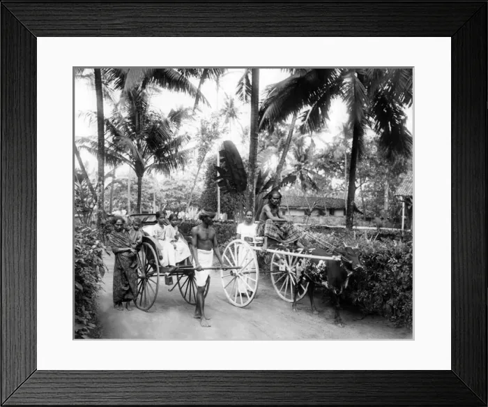 Framed Print : Modes of transport, Ceylon (Sri Lanka) Framed Print : Modes of transport, Ceylon (Sri Lanka)