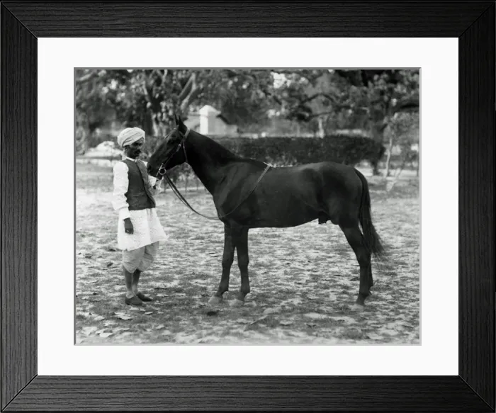 Framed Print : Polo pony and groom, India