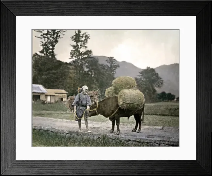 Framed Print : Farmer and pack ox, Japan Framed Print : Farmer and pack ox, Japan
