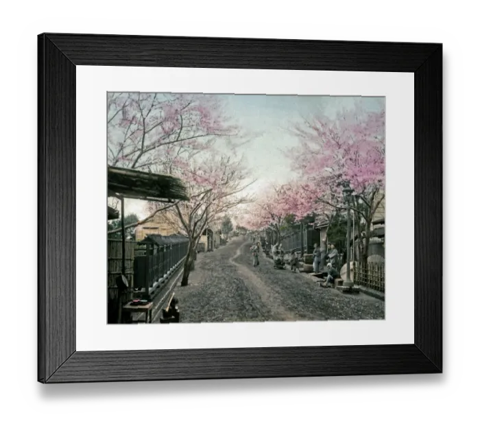 Framed Print : Cherry blossom, Yokohama, Japan Framed Print : Cherry blossom, Yokohama, Japan