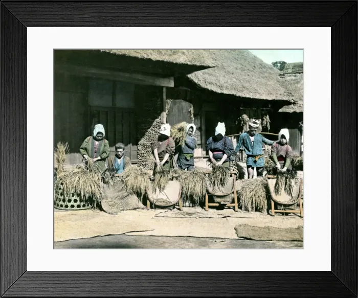 Framed Print : People harvesting rice, Japan Framed Print : People harvesting rice, Japan