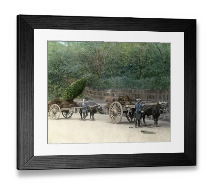Framed Print : Men with ox carts, Japan Framed Print : Men with ox carts, Japan