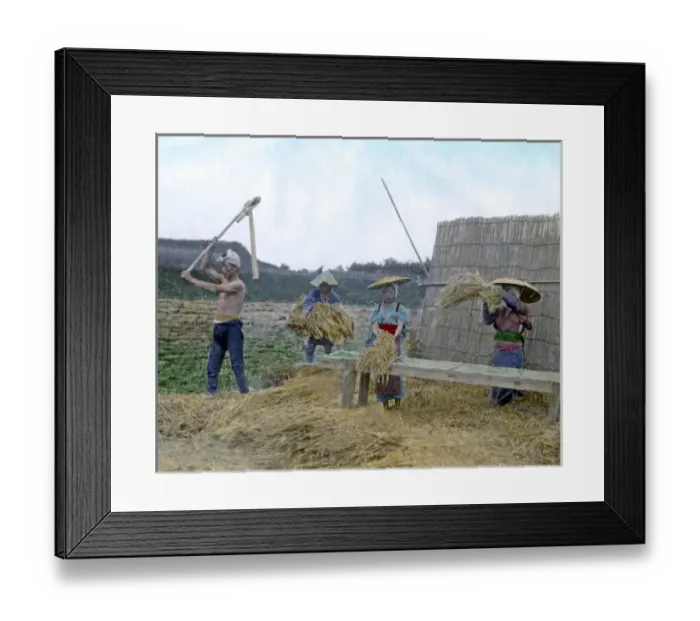 Framed Print : Workers threshing grain, Japan Framed Print : Workers threshing grain, Japan