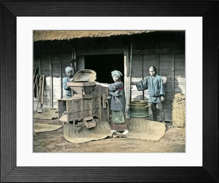 Framed Print : Winnowing rice, Japan Framed Print : Winnowing rice, Japan
