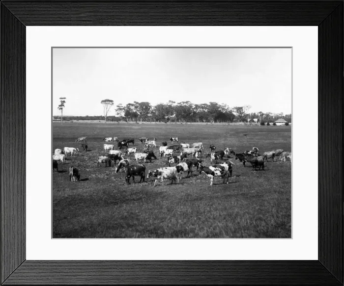 Framed Print : Purebreed Ayrshire and Jersey Cattle, Australia Framed Print : Purebreed Ayrshire and Jersey Cattle, Australia