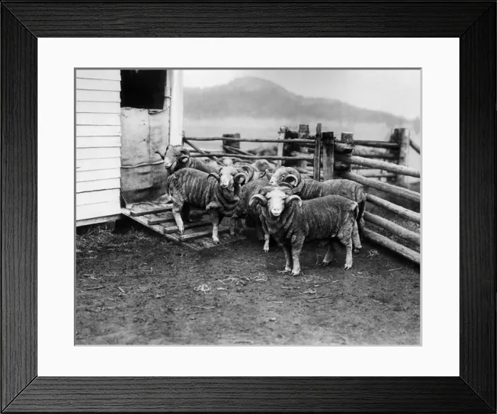 Framed Print : Prize rams, Burrawang Station, Australia Framed Print : Prize rams, Burrawang Station, Australia