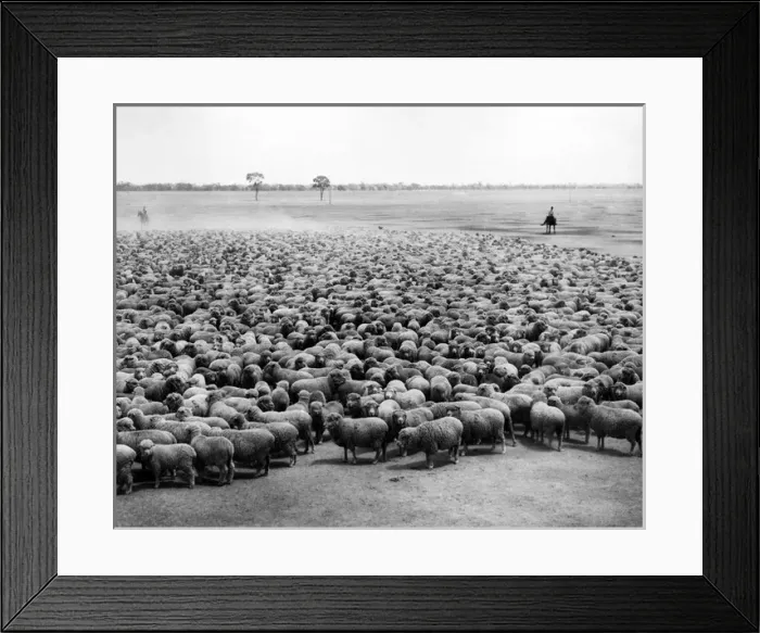 Framed Print : Flock of sheep, Burrawang Station, Australia Framed Print : Flock of sheep, Burrawang Station, Australia