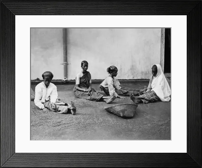 Framed Print : Women sorting coffee, Ceylon (Sri Lanka) Framed Print : Women sorting coffee, Ceylon (Sri Lanka)