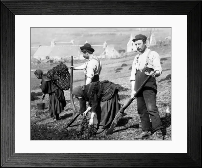 Framed Print : Skye crofters planting potatoes, Scotland Framed Print : Skye crofters planting potatoes, Scotland