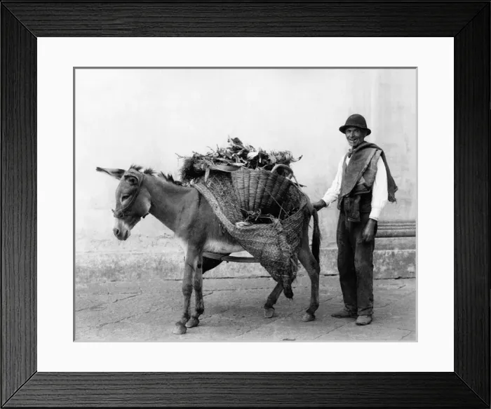 Framed Print : Vegetable seller and donkey, Naples, Italy