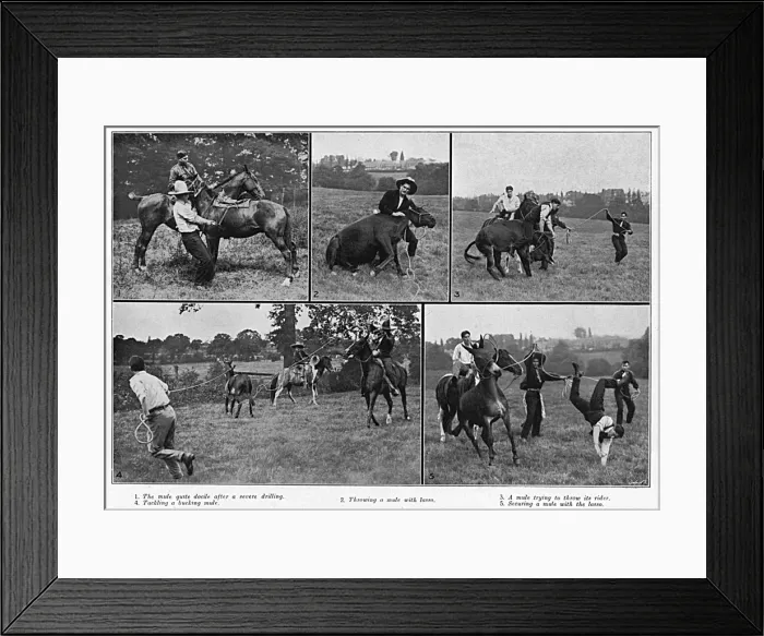 Framed Print : Taming Vicious War Mules, WW1 Framed Print : Taming Vicious War Mules, WW1
