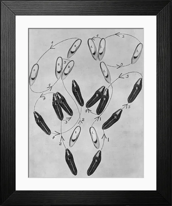 Framed Print : Tango craze: a tango tangle, 1913 Framed Print : Tango craze: a tango tangle, 1913