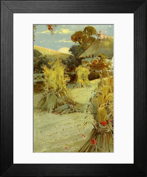 Framed Print : Wheatfield in summer Framed Print : Wheatfield in summer