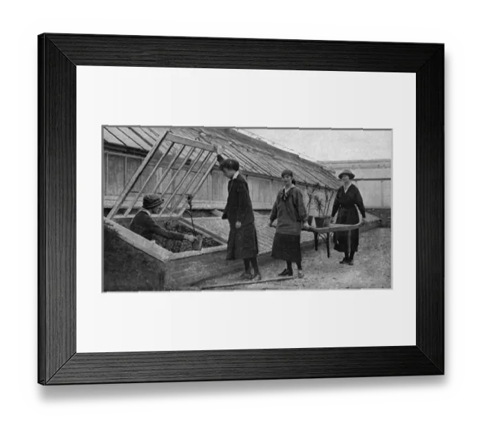 Framed Print : Women working in the hothouses at Windsor, WW1 Framed Print : Women working in the hothouses at Windsor, WW1
