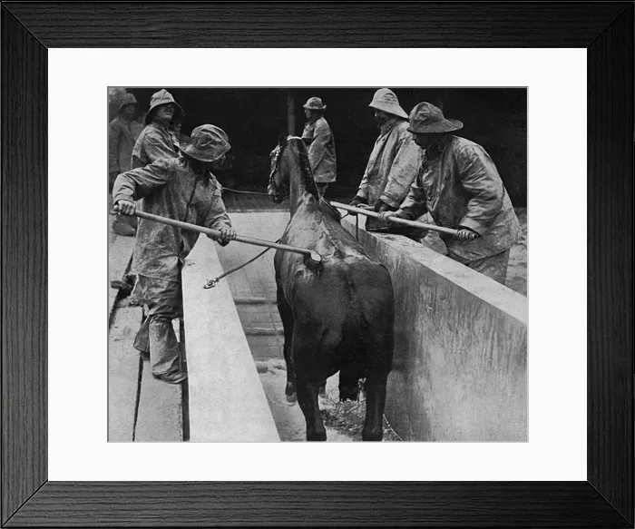 Framed Print : British veterinary hospital in France, 1916 Framed Print : British veterinary hospital in France, 1916