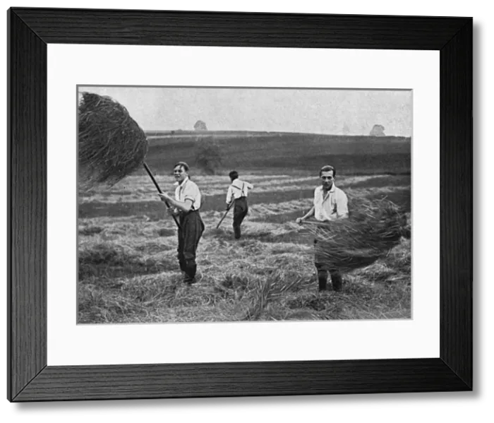 Framed Print : Marlborough College boys making hay, WW1 Framed Print : Marlborough College boys making hay, WW1