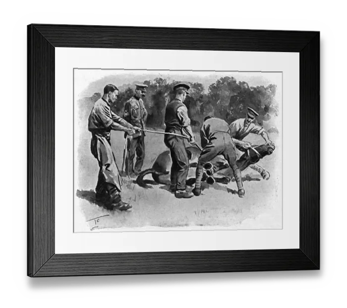 Framed Print : Trying to shoe a mule, WW1 Framed Print : Trying to shoe a mule, WW1