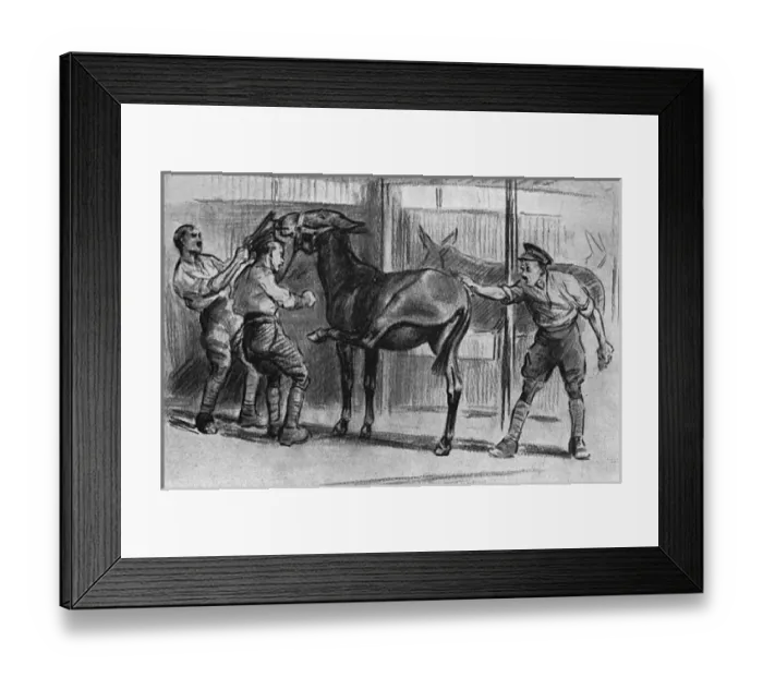 Framed Print : Grooming a mule, WW1 Framed Print : Grooming a mule, WW1