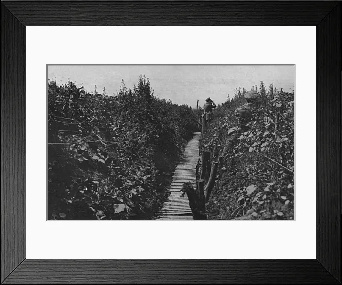Framed Print : A communication trench in bloom, WW1 Framed Print : A communication trench in bloom, WW1