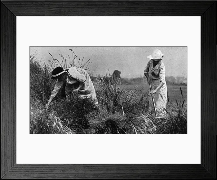 Framed Print : Women workers at Sandy Lodge golf course Framed Print : Women workers at Sandy Lodge golf course