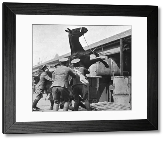 Framed Print : Entraining artillery horses for France, WW1 Framed Print : Entraining artillery horses for France, WW1