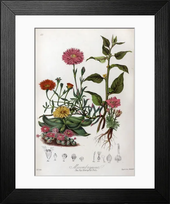 Framed Print : Mesembryaceae - Fig Marigold Framed Print : Mesembryaceae - Fig Marigold