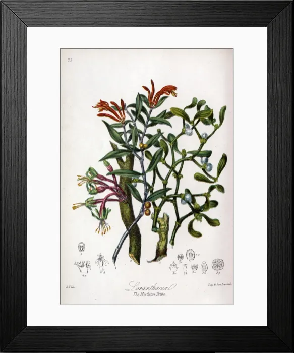 Framed Print : Loranthaceae - Mistletoe Framed Print : Loranthaceae - Mistletoe