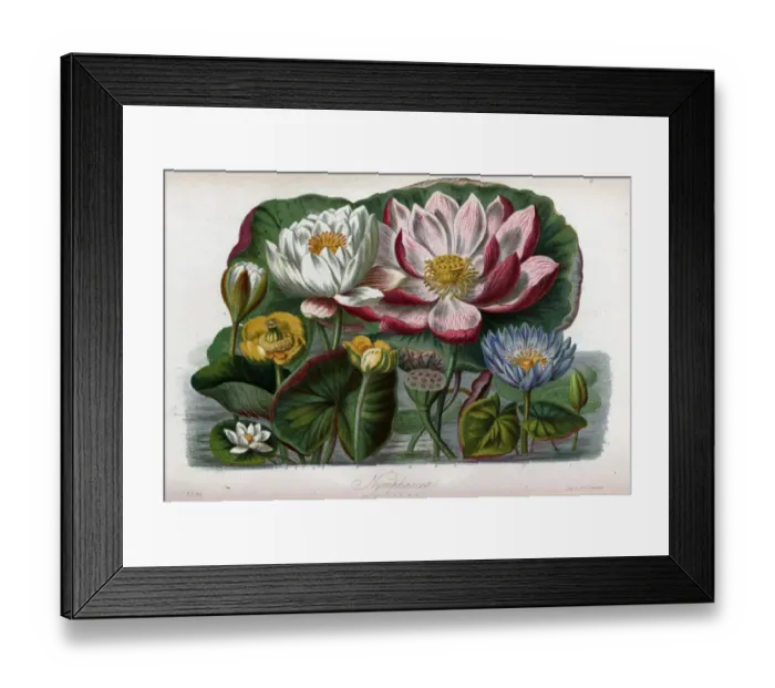 Framed Print : Nymphaeaceae - Water Lily Framed Print : Nymphaeaceae - Water Lily