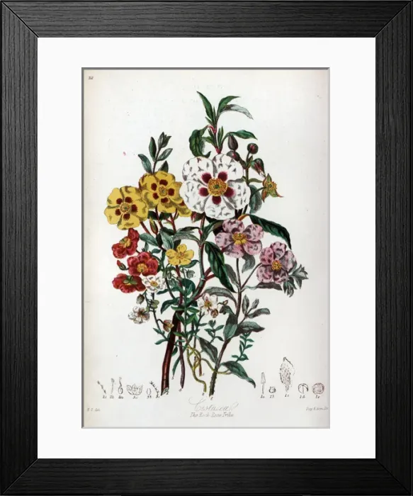 Framed Print : Cistaceae - Rock Rose Framed Print : Cistaceae - Rock Rose