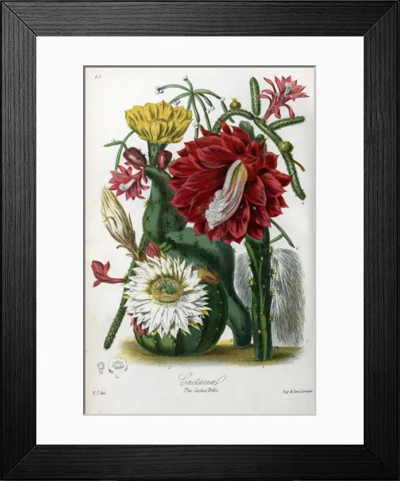 Framed Print : Cactaceae - Cactus Framed Print : Cactaceae - Cactus