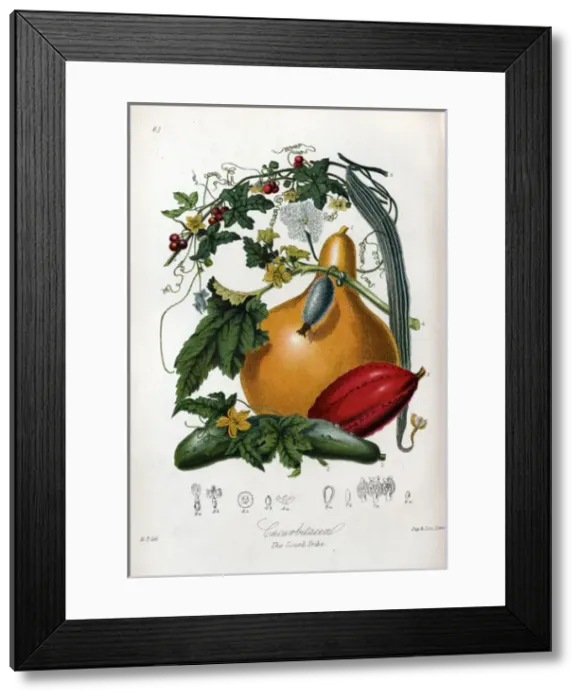 Framed Print : Cucurbitaceae - Gourd Framed Print : Cucurbitaceae - Gourd