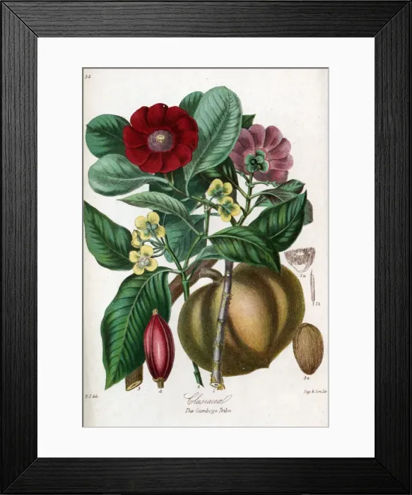 Framed Print : Clusiaceae - Gamboge Framed Print : Clusiaceae - Gamboge
