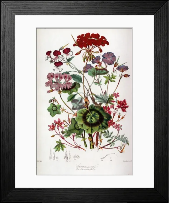 Framed Print : Geraniaceae - Geranium Framed Print : Geraniaceae - Geranium