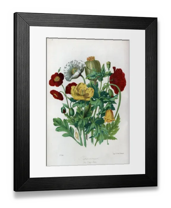 Framed Print : Papaveraceae - Poppy Framed Print : Papaveraceae - Poppy