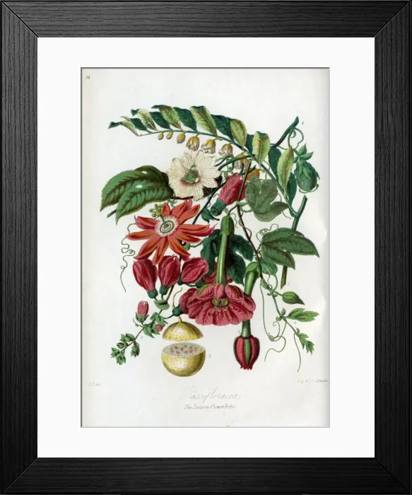 Framed Print : Passifloraceae - Passion-Flower Framed Print : Passifloraceae - Passion-Flower