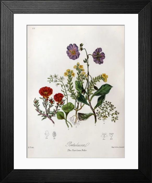 Framed Print : Portulaceae - Purslane Framed Print : Portulaceae - Purslane
