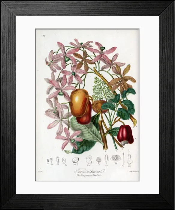 Framed Print : Terebinthaceae - Turpentine Tree Framed Print : Terebinthaceae - Turpentine Tree