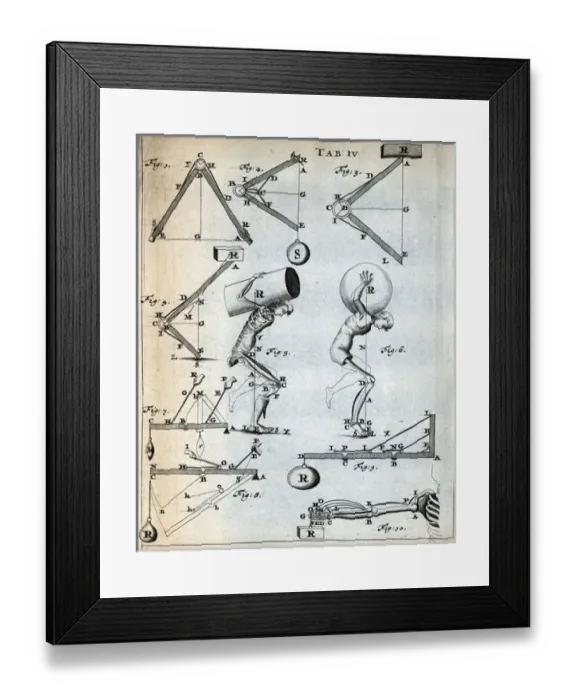 Framed Print : Anatomical details Framed Print : Anatomical details