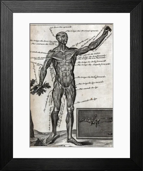 Framed Print : View of male from front Framed Print : View of male from front