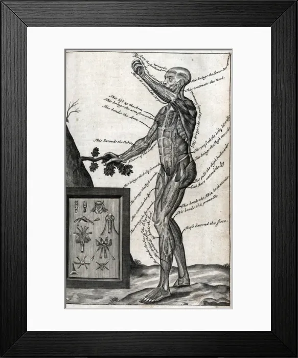 Framed Print : View of male from side Framed Print : View of male from side