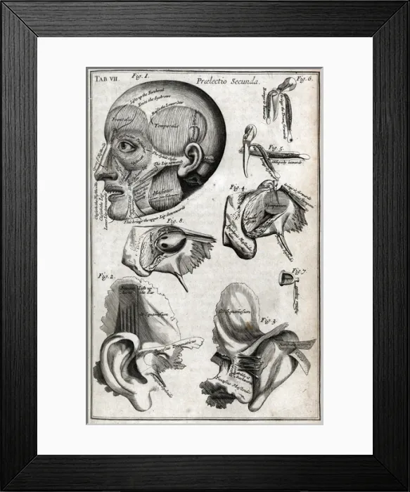 Framed Print : Parts of the head Framed Print : Parts of the head