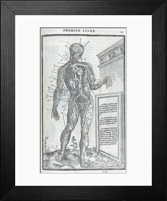 Framed Print : Anatomical drawings; dissection Framed Print : Anatomical drawings; dissection