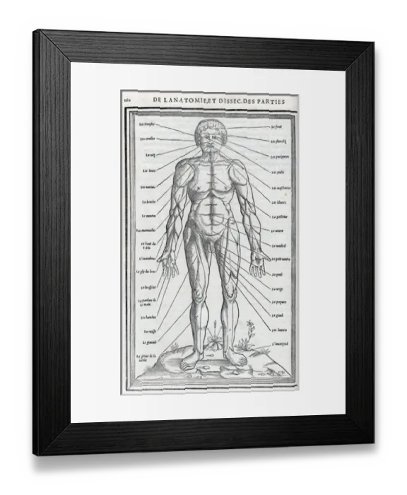 Framed Print : Anatomical drawings; dissection Framed Print : Anatomical drawings; dissection