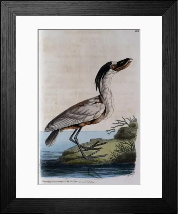 Framed Print : Boatbill standing by the edge of a river Framed Print : Boatbill standing by the edge of a river