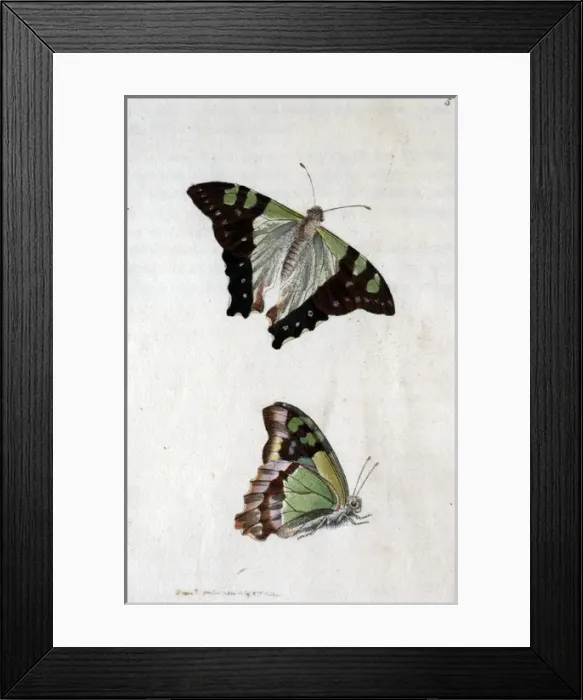 Framed Print : Two butterflies Framed Print : Two butterflies