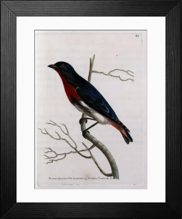 Framed Print : Desmaretian Manakin perched on a twig Framed Print : Desmaretian Manakin perched on a twig