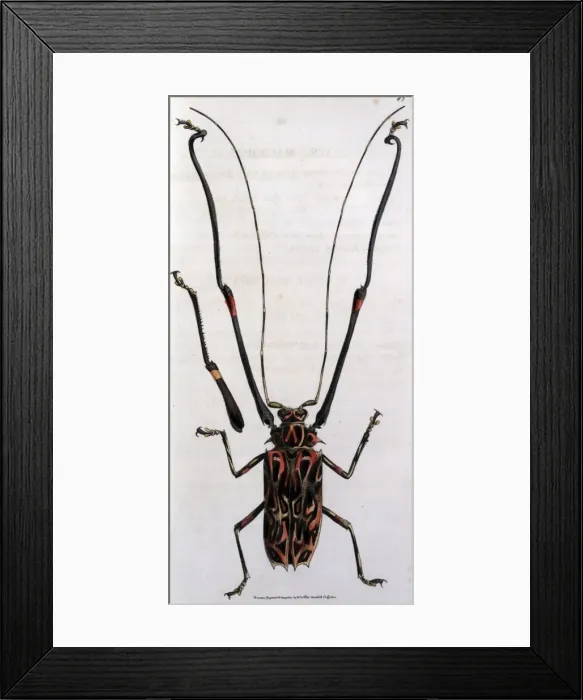 Framed Print : Painted Macropus Framed Print : Painted Macropus
